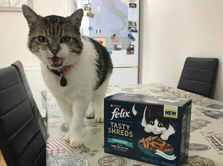 felix manger pour chat
